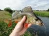 Ловля окуня на мушку и приманку, имитирующую рака