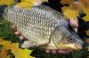 Секреты ловли осеннего карася