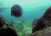 Подводный мир озера Байкал