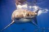 Интересные факты о белых акулах