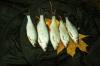 Особенности рыбалки на плотву осенью, на реке Припять