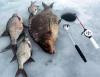 Особенности рыбалки с прикормкой по первому льду