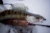 Как ловить судака на фольгу в зимний период?