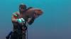 Подводная охота на Цейлоне