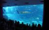 Самый большой аквариум с рыбами в мире