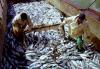 Ситуация с рыбным промыслом